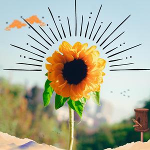 Girasoles de Sol