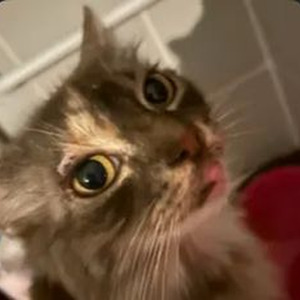 Loveeeeeee Song (sped up)