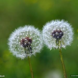 周杰伦“蒲公英的约定”hip--hop beat