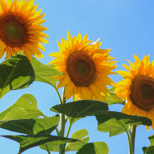 时光里的向日葵