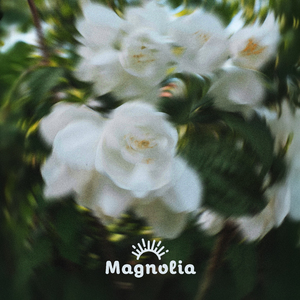 Magnolias