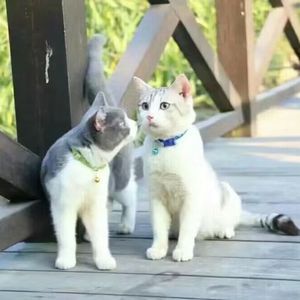 躲猫猫o(=•ェ•=)m