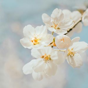 傍晚森林的绿意（钢琴版）