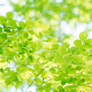 在灿烂阳光下(上海北新泾单位合唱团)