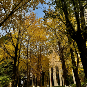 在晚秋的银杏树下想你