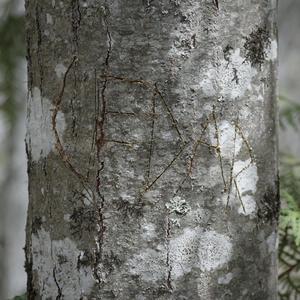 Cedar