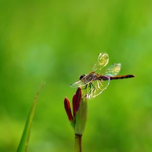 有只红蜻蜓 (4)