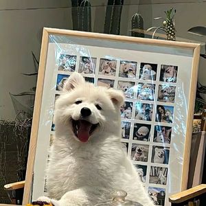 寻茶
