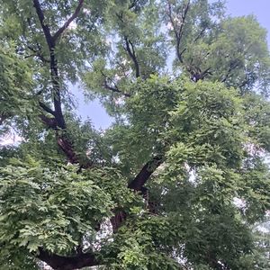 古巷深桥（纯音乐）