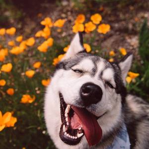 狼狗OS（翻自 王广允）