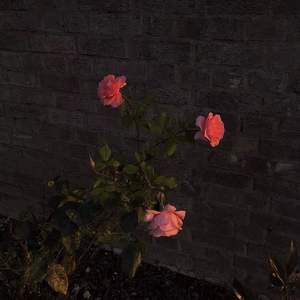 孤芳自赏(Prod by VY)