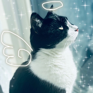 天使偏在のための試論