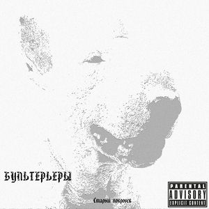 Бультерьеры