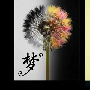 夏栖云 - 蒲公英的梦