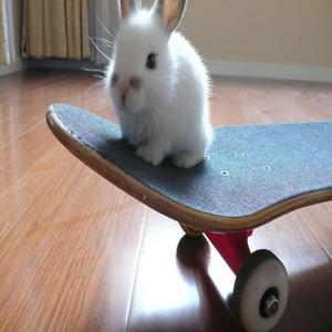 bunnies (feat. bal)