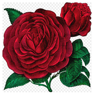 Rosen och fjärilen (Demo)