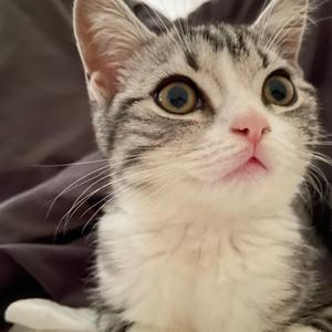 想念拟人化cover