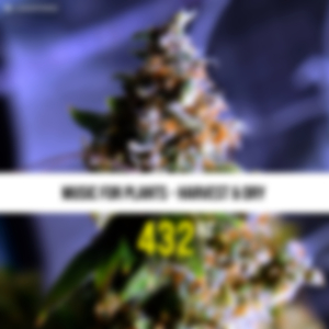 432 Hz Tighten Larfy Buds