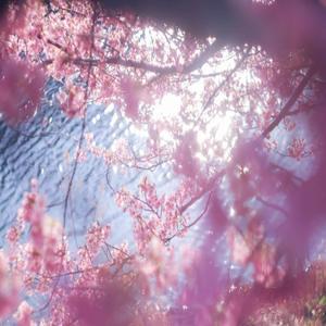 Rosas (feat. flanddu & wek!)