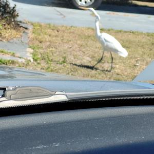 BUCKEYE WINTER BLUES 1