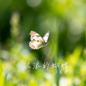 流浪的蝴蝶 (Cover 侯旭)
