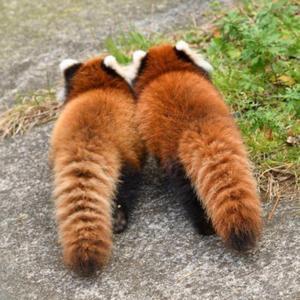 u mad? (korp) (feat. pvnkdollz)