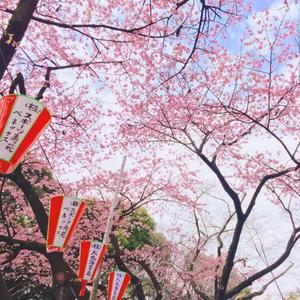 樱花纷飞时(十孔口琴)