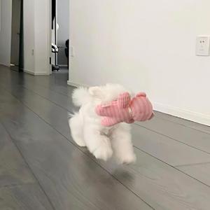 可不可以(cover:张紫豪)