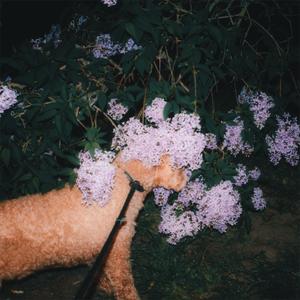 act as if (EP version)