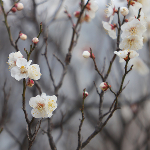 风雨过后 (舒缓纯音乐)