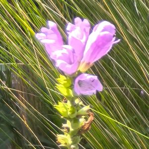 答案（Prod by Lisure）