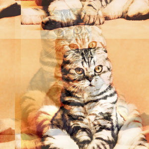 Hutch