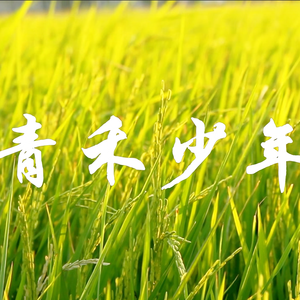 青禾少年