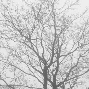 Rain in November (Morning)