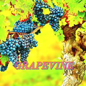 Grapevine