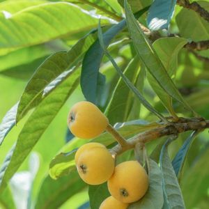 岳麓书院的绵长