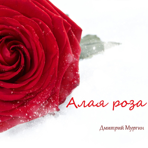 Алая роза