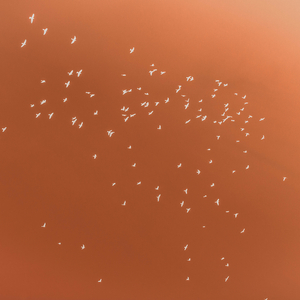 like the wind (sped up)