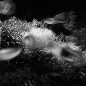 Syr Darya, a Lament for Life.