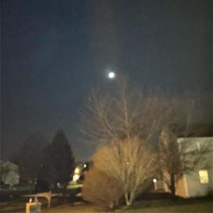 birch tree paintings