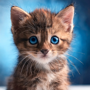 El Sonido Del Ronroneo Suave