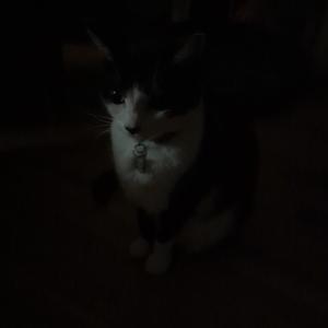 cybertronic. (meowsynth edition)