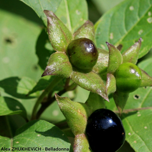 Belladona (Original Mix)