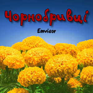 Чорнобривці