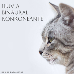 Canción De Cuna Felina