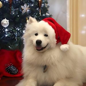 我怕心爱的小狗会跑