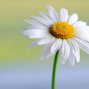 星空猫语 (助眠)