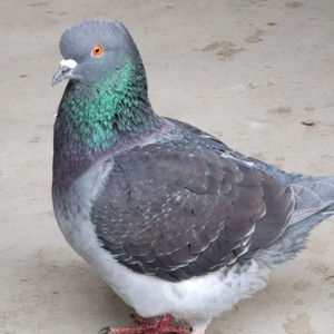 飞不起的鸽子向往自由