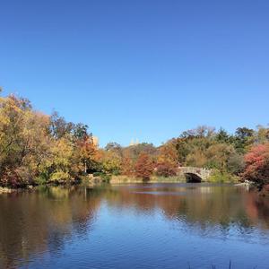 流眼泪的美人鱼 - 小提琴