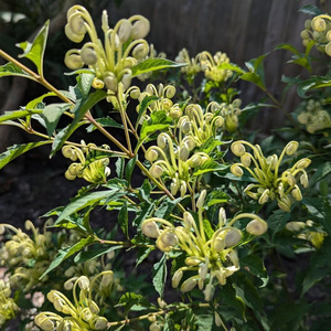 mycrophylla